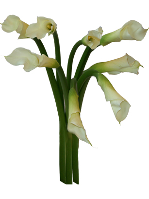 Uptown - Gorgeous White Calla Lilies Bouquet - Nothing says elegance and grace better than long-stemmed calla lilies. They are perfect for either the modern romantic or an upscale work place. Calla lilies have long been associated with refined grace and are often used in more stylish settings. Decorators have used calla lilies to set a tone of sophistication and style. 
Beyond Blossoms has the calla lilies you are in search of. When you buy calla lilies from us you know our flowers are of the finest quality and will be as breathtaking as their recipient.

Order your calla lilies by 1:00 EST for FedEx next day delivery Tuesday-Saturday. Vases to compliment the arrangement and other special items are available during checkout. Overnight delivery Tuesday - Friday is $10.99, Saturday is $19.99. Place an order for calla lilies now and send sophisticated elegance!

Satisfaction with your calla lilies is guaranteed. All of our bouquets are shipped farm fresh. Your calla lilies come hand-tied and ready to make someone smile.<br><br>Code:10067-9709-10067-0000082747